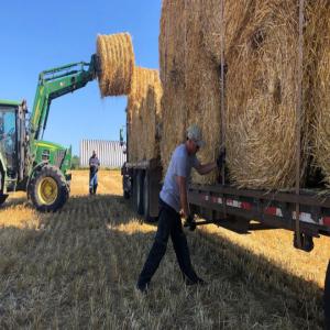 Vends 350 Tonnes de foin multi-espèces Biologique - matiere vegetale vends 350 tonnes de foin multi-espèces biologique de séchage en grange--avec dzu,  produit issu de l'agriculture biologique certifié par--ecocert,  récolte 2019 de 1ère coupe,  de bonne qualité en excédent, --balles cubiques (120x90x240),  en moyenne 600 k