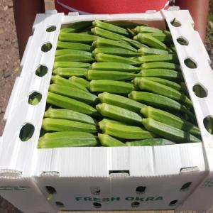 VENTE DE GOMBOS, OKRA, ABELMOSCHUS ESCULENTUS - fruits et légumes offre fob aeroport de dakar ou banjul - 1, 5€/kg net soit 7, 5€/carton de 5kg net--soit 1 palette de gombo 96 cartons@489.6 kg net poids brut approximatif 530 kg--minimum 4 palettes de gombo 96 cartons@489.6 kg net poids brut approximatif 530 kgx4 = 2120kg soit 2280€------offre cif aeroport paris rois