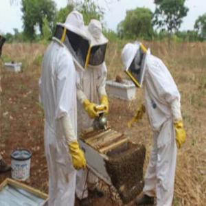 Producteur,distributeur des produits de la ruche. - matiere vegetale nous recherchons des partenaires hyper sérieux,  pour besoin de destockage régulier d'un peu plus de 14 tonnes de miel. produit des forets des montagneuse de l'ouest-cameroun,  extraction et filtration naturelle. nous disposons entre autres ---- la propolis, --- le pollen, --- la cie, --- l