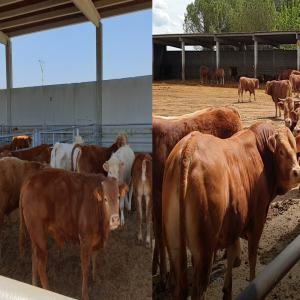 Veaux d'engraissement, d'abattage et carcasses - animaux vivants  nous sommes une entreprise dédiée à la fabrication et à la commercialisation d'aliments composés,  dèstinés principalement aux betails ovins et bovins de viande et de lait.--nos installations (usines et bureaux) sont situées dans la ville d’ang