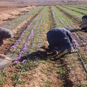 Producteur de safran marocain - épices aromates nous produisons du safran dans la région de talawine,  à une centaine de km d'agadir.--notre safran,  cultivé de père en fils,  est récolté de manière traditionnelle,  par les femmes berbères du village de taliwine.--il es garantit sans pesticides, 