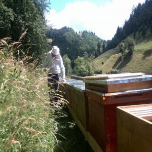 Raw Pollen - sweet we are a family of beekeepers from the northern part of transylvania - maramures county,  we are specialised in collecting raw bee pollen from our beehives.--the area our apiaries are located is over 50 km from big cereal cultures. --