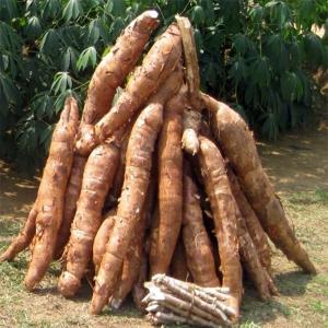 Experimenter la culture du manioc au Maroc afin  - semence graine plant je souhaiterais le conseil des experts pour que je puisse cultiver le manioc au maroc afin de valoriser et commercialiser ses produits derivés.