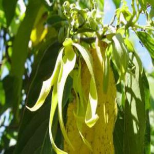 Huile d'ylang de Nosy Be  - huiles nous cherchons des clients pour déboucher notre produits huile d'ylang ylang bio.--en trois  qualité   1ère; 2eme et 3ème qualités.