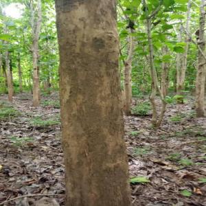 10 Hectares de bois teck (20 ans) - bois charbon fibre nous disposons de 10 hectares de bois teck à 35 km de tanda à l'est de la ci. --âgée de 20 ans,   les papiers d'exploitation  à jours.--4.000.000/ 1 hectare --