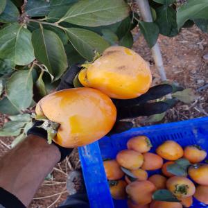 KAKI origine Espagne - fruits et légumes bonjour, --je suis un agriculteur de kaki origine espagne avec une capacité  150 tonnes,  je suis à la recherche de clients en europe.