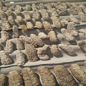 Dried Sea Cucumbers - fish we are dried sea cucumbers supplier from semarang,  central java,  indonesia.--we able to provide curry fish and ball fish in big quantity.--please do not hesitate to contact us for further details --thank you for your kind attention.--