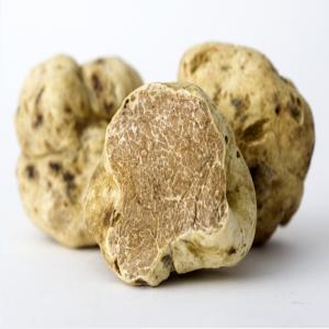 Truffe blanche d Alba, Tuber Magnatum - champignon levure bonjour,  --nous pouvons vous fournir quotidiennement en truffe blanche d alba,  tuber magnatum.--apres récolte quotidienne nous expédions les truffes en colis express renforcé et isotherme en un maximum de 24h.--nous exportons en europe, mais aussi en turquie, japon...--préc