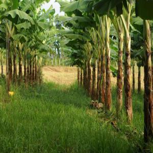 Recherche de partenaires pour bananeraies - Investissement capitaux bonjour à tous--je suis à la recherche de partenaires pour création de plantation de banariens plantain dans le nyong et kelle au cameroun,  coût du projet 10.000€