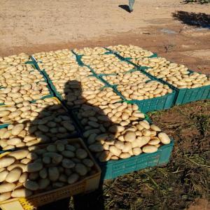 pomme de terre - fruits et légumes pomme de terre spunta pour exportations--prix raisonnable --qualité supérieure--origine tunisien--livraison tous les ports du monde 