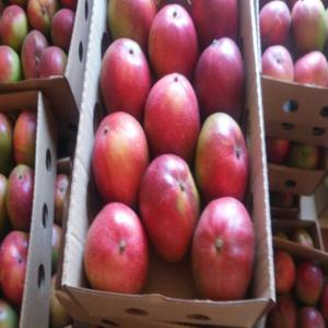 La Bonne qualité du mangue à exporter  - fruits et légumes entreprise spécialisée uniquement dans le domaine de l'exportation de mangue du mali au destination finale en prennant toutes les dépenses ( carton,  conditionnement au mali,  dédouanement et autres soif le transport et cela dépend du contrat--veuillez nous contacter