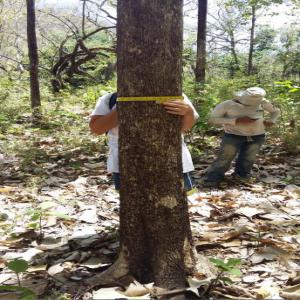 vente d'une forêt de teck 18 ans au Costa Rica 