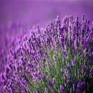 Lavanda oil  - horticulture plante biocarburant grand cultivateur de lavande en românie.--je suiș a la   recherche de client qui veaux acheter oil de lavande, ou lavanda vrac bonn prix.