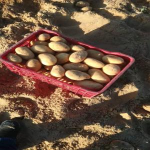 SPUNTA  - fruits et légumes bonjour tout le monde,   --notre marchandise est prete,  on mets à votre disposition la spunta d'el oued au sud d'algérie  calibre entre 45 et 65 --restant à votre disposition 