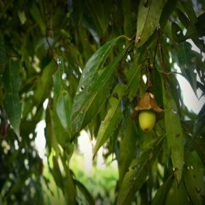 huile essentielles de cannelles amazoniennes - huiles notre organisation qui est une ong franco-équatorienne,  œuvre depuis 15 ans pour la reforestation en impliquant les populations locales dans des projets de reboisement durable en amazonie.--depuis maintenant 1 an,  nous achetons les feuilles et rameaux de l’ishpink et produisons une huil