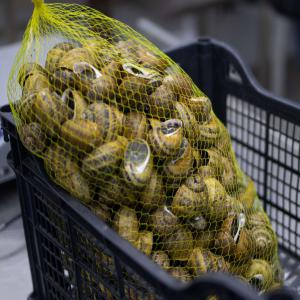 Snail Helix aspersa Maxima - live animals i will sell snails of helix aspersa maxima grown in ecologically clean region of western ukraine. all top-grade snails,  selected and calibrated. sample 15-20 grams,  packed in nets of 5 kilograms.