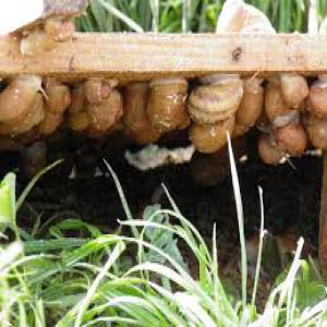 Potential clients snails, snails buyer - live animals hello, --i am setting up a farm breeding snails outdoors (snails farming free-range) and i prospect potential cleints who would be interested in my products (phase study technical market to guide the investment to meet the needs of cleints). the client will be a partner from the start of the activity