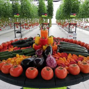 LA SATISFACTION DES CLIENTS EST NOTRE DEVOIR  - fruits et légumes on collabore et exporte vers des marchés tels que l’europe,  la russie,  uae,  arabie saoudite et afrique. h.agri cultive principalement des produits sur son terrain- sa production est principalement basées sur les produits suivants- légumes - tomates,  haricots verts,  poivrons,  pom