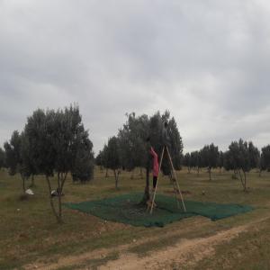 Huile d'olive extra vierge:  grand cru Bio - huiles nous sommes à la recherche d'une collaboration depuis la france ou de l'europe pour commercialiser une huile d’olive cultivée en tunisie.--il s’agit d’un grand cru d’huile d’olive extra vierge dénommé ''sahli''. nos domaines situés en tunisie sont entièremen