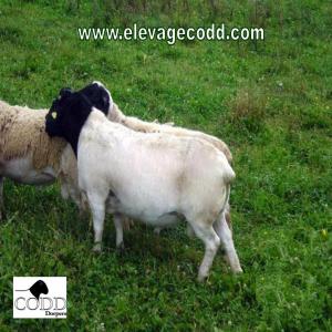 CODD Dorpers, éleveur - animaux vivants codd dorpers.--vente et réservation d'agnelles,  jeunes mâles et béliers et pour 2020. vente de reproducteurs arr/arr. pour info - pour avoir des animaux arr/arr ils faut que les parents le soient*.--avantages du dorper ---mise bas facile (tete plutôt fine et allongée