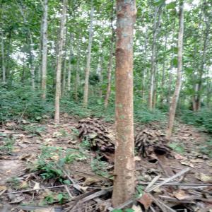 Champ de teck. - Industrie exploitation champ de teck de 15 ans d'âge-- environ 1500 pieds dans la région de l'agneby tiassa. cherche partenaire pour préfinancement avant la maturité.