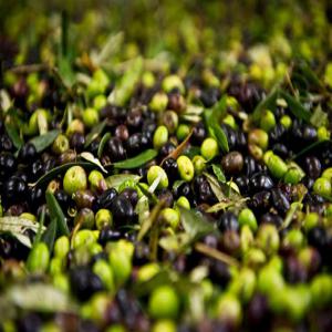 cherche marchés pour vente d'olives  - huiles je cherche des clients ou des marchés pour l'exportation de l'olives tunisiennes d'excellentes qualité.