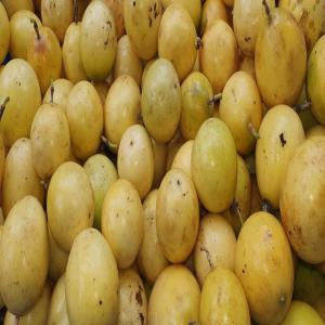 Fruit de la passion jaune de Madagascar - fruits et légumes nous plantons des fruits de la passion jaune à madagascar. pour l'année 2020,  première année de récolte,  nous produirons au moins 1 000 kg par semaine. --notre plantation se trouve à antsapanana.