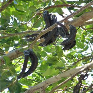 carob pods 4 to 10 tonnes for sale - roasted seeds and nuts hi, --available for sale and export moroccan bio carob pods,  with excellent quality. quantity is 4 to 10 tonnes. with possibility to offer more if any serious needs.--thanks for interest.