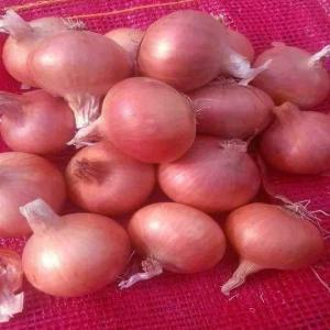 Red and yellow onions more than chopping - fruits and vegetables we have peeled yellow and red onions,  rings,  slices and cubes,  all frozen. there are also frozen red and yellow fried onions,  and we enjoy high quality,  different and suitable offers 