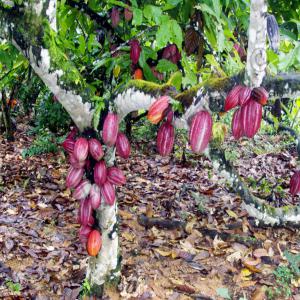 ACHAT/VENTE  CACAO - café cacao thé producteurs de cacao reparti dans plusieurs bassins de production au cameroun. recherchons des partenaires pour acheter nos fèves dans des conditions légales et également l'accompagnement pour booster notre production. nous pouvons réunir des quantités importantes 