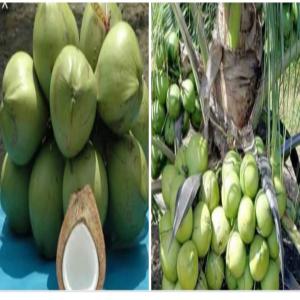 Coco frais et Coco sec - fruits et légumes nous sommes une coopérative basée en côte d'ivoire et nous disposons de coco frais et coco sec de qualité et en quantité selon la demande du client. nous pouvons fournir 1000 tonnes de coco frais et sec voir plus par mois.