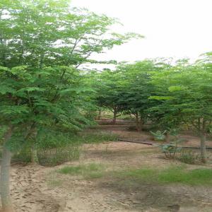 MORINGA - fruits et légumes bonjour nous sommes une coropration basée en mauritanie nous avons une farme pour moringa olifeira contient plus de 10 000 arbres et nous pouvons fournir quelques quantités pas mal de tout produit de moringa comme (poweder; huile; graines et feuilles ..