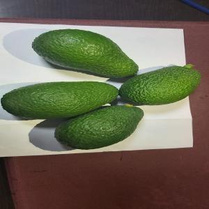 Avocat Hass - fruits et légumes bonjour, --je met en vente 1000 tonnes d'avocat ( hass ),  pour l'export.--priere me contacter par email pour plus d'information--cordialement.