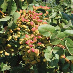 Semences Pistachier UCB - semence graine plant bonjour, --pépiniériste,  je suis à la recherche d'un fournisseur de pistaches ucb fraiches,  à semer.--merci