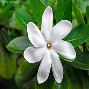 Tiaré, Gardenia tahitensis graines - semence graine plant recherche graines de gardenia tahitensis ou tiaré.--je suis pépiniériste et détaillant français et recherche un fournisseur régulier pour ces semences.--merci