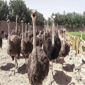 Healthy new  ostrich chicks  and eggs for sale - live animals  ostrich breeding is a passion,  raising of chicks,  breeder care and product manufacturing and distribution. constantly producing quality products (chicks ,  eggs and feathers)----