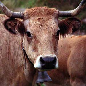 Importation des bovins en Tunisie  - animaux vivants bonjour----je cherche des bovins et de bovines.----merci de m’envoyer les différentes races que vous disposez et le prix d’achat.----cordialement, (tunisie)