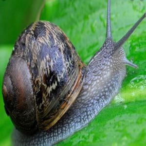 L'héliciculture, élevage des escargots - animaux vivants je veux découvrir le domaine de l'héliciculture et je cherche une formation complète (conception du bâtiment avec ses différents parties,  estimation du besoin en eau,  électricité et nourriture...).--pouvez vous me proposer des formations ?