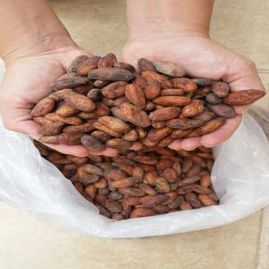 Offre cacao colombien et dérivés - café cacao thé nous sommes une petite entreprise familiale en colombie,  dédiée à la culture du cacao dans le département de meta. --notre cacao se caractérise par un excellent poids,  une saveur florale et fruitée,  aucune utilisation de produits chimiques dans notre culture