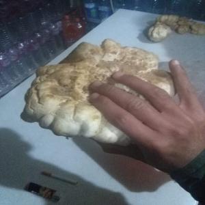 Truffes blanche de Tunisie  - champignon levure truffes blanche du sud tunisien,  fraîches ou réfrigérées. je vous propose la cueillette du jour si vous enregistrer votre demande deux jours en avance. 