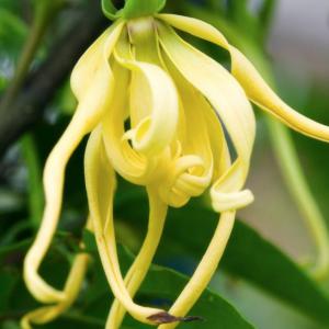 Huile essentielle d'ylang-ylang de Madagascar - huiles bonjour,  --nous sommes une société basée en suisse,  exportatrice d'huile essentielle d'ylang-ylang,  origine madagascar. --nous travaillons directement avec un exploitant de l'ile de nosy-be. --nous disposons des qualités conventionnelles de grade 1,  2 et 3. --pour toutes 