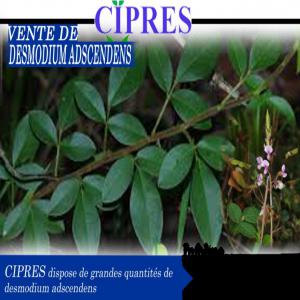 OFFRE DE DESMODIUM ADSCENDENS - matiere vegetale bonjour,  pour vos besoins de desmodium adscendens,  contactez le cabinet d'ingénierie et de prestation de services. cette plante régénère les cellules du foie,  aidant ainsi à soulager les patients souffrant de l'hépatite et d'autres maladies du foie.--nous di