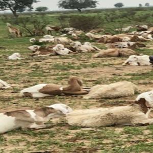 Cherche des clients sérieux où partenaires  - animaux vivants bonjour je  suis au tchad, nous sommes des éleveurs des bétails particulièrement les moutons de première choix nourris naturellement dans le zone sahélienne chaque moutons pèse 60-89kg