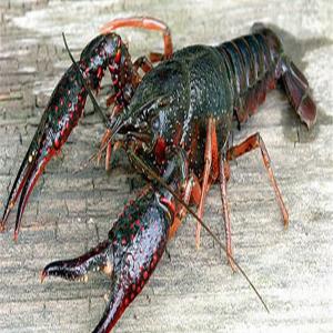 Live Crawfish CrayFish From Egypt  - live animals we are supplier/exporter for live and cooked frozen crayfish / crawfish from egypt ..--seeking buyers allover the world --please contact me if interested.--