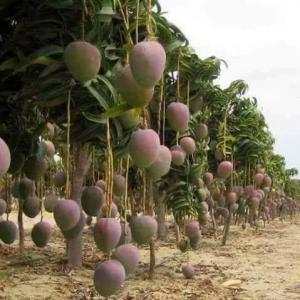  VENTE DE MANGUE - fruits et légumes vente de mange suite  campagne saisonniere  juin 2020 . nous disposons de plus de 16 000 pieds de mange soit une recolte de plus de 70 tonnes au debut du mois de juin 2020 . nous recherchons des clients interesse par cette campagne prvu pour les mois de juin juillet et aout 