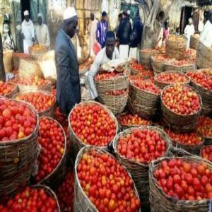 Créez une Unité de Production de Tomate en Poudre - conseil et formation l’idée de ce projet est venue d’un problème récurrent de l'agriculture africaine. il s'agit de la gestion de l'excédent de production de tomate,  que les agriculteurs n’arrivent pas à écouler sur les marchés.--aujourd'hui,  cet excédent est perdu