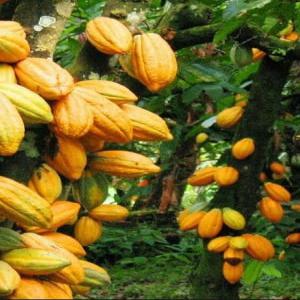 Du Cacao de qualité made un Côte d'Ivoire. - café cacao thé nous sommes une entreprise pétrie d'expérience dans le domaine de l'agrobusiness depuis quelques années avec un accompagnement de service d'expertise et nous vous proposons le cacao produit en côte d'ivoire à un prix abordable.  veuillez nous contacter immédi