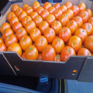 je met en vente des mandarines - fruits et légumes on met en vente des mandarines variété afourar 1/2/3/4 fraîches ; emballage 10/15 kg ; d'origine marocaine d'une très bonne qualité ;on est pret pour les exporter vers toutes les destinations dans le monde entier .