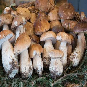 La culture de champignon  - fruits et légumes bonjour,  madame,  monsieur --actuellement étudiant en terminale et en parallèle j'ai est en train de préparer mon business plan qui s'articule sur la culture de champignon et puisque je suis un étudiant en marketing j'ai pas beaucoup d'infos sur le secteur agriculture et n