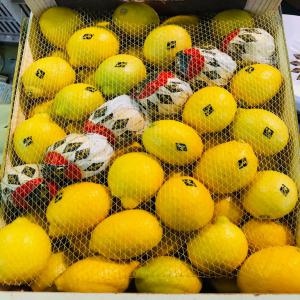 offre de marchandise citron - fruits et légumes we can offer to you lemon / ourika origine morocco .--size - from 75 to 120 . packing in wood or carton for all distinations .--waiting your comment.--nous pouvons vous offrir le citron / ourika origine maroc.--taille- de 75 à 120. emballage en bois ou carton pour toutes les distillations.--e